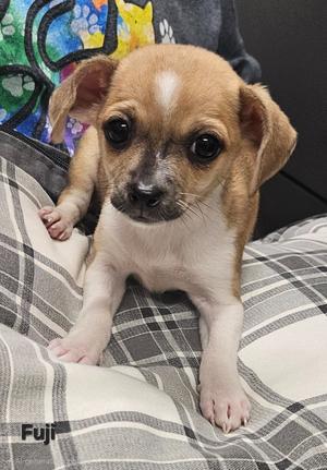 Fuji, Chihuahua, puppy, available for adoption