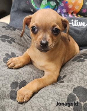 Jonagold, Chihuahua, puppy, available for adoption