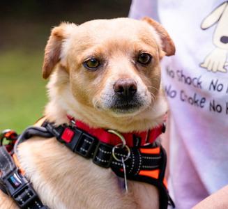 Acorn, Chihuahua / Terrier, adult, available for adoption