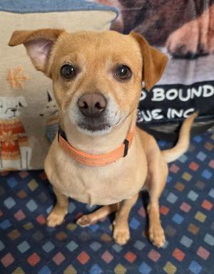 Acorn, Chihuahua / Terrier, adult, available for adoption