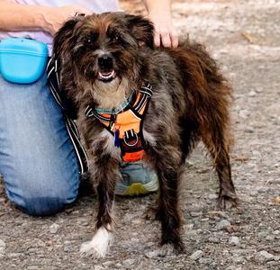 Millee, Poodle (unknown type) / Golden Retriever, adult, available for adoption