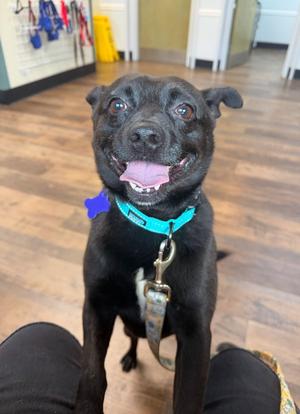 Remy, Schipperke / Terrier, adult, available for adoption