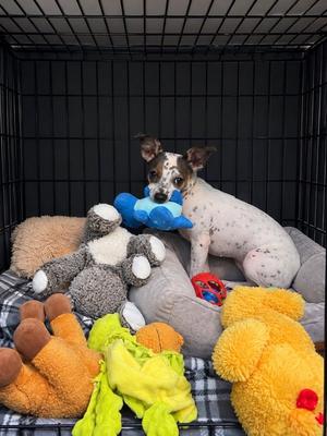 Bijou, Chihuahua / Terrier, young, available for adoption