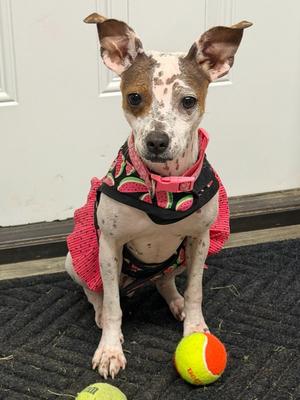 Bijou, Chihuahua / Terrier, young, available for adoption