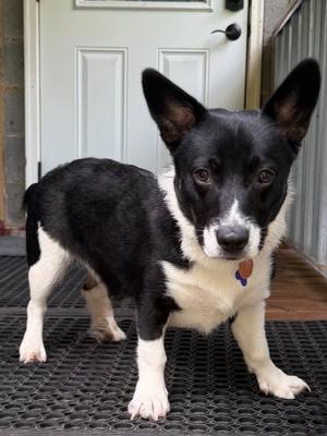 Lance, Corgi / Hound, young, available for adoption