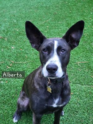 Alberta, Terrier, young, available for adoption