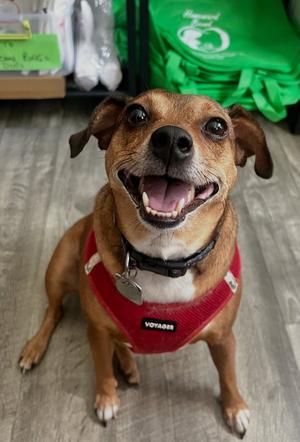 April, Chihuahua / Terrier, adult, available for adoption