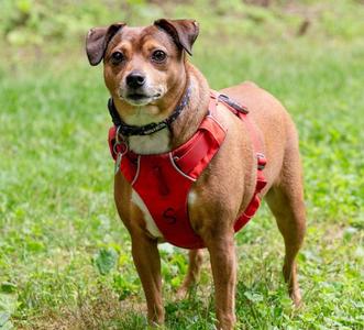 April, Chihuahua / Terrier, adult, available for adoption