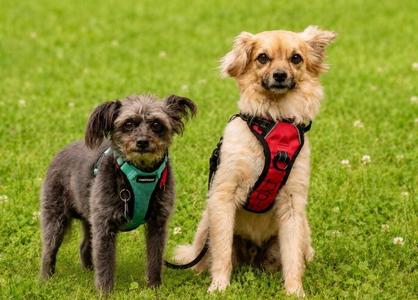 Jace, Tibetan Spaniel / Terrier, adult, available for adoption