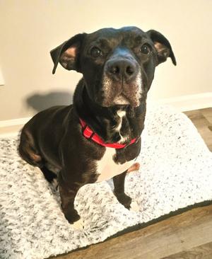 Lonnie, Labrador Retriever / Terrier, adult, available for adoption