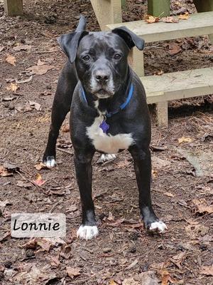 Lonnie, Labrador Retriever / Terrier, adult, available for adoption
