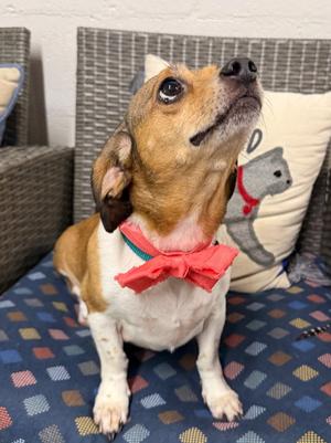 Evalou, Beagle / Terrier, adult, available for adoption