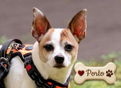 Porto, Jack Russell Terrier / Chihuahua, adult, available for adoption