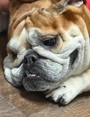 Coco Chanel, English Bulldog, adult, available for adoption