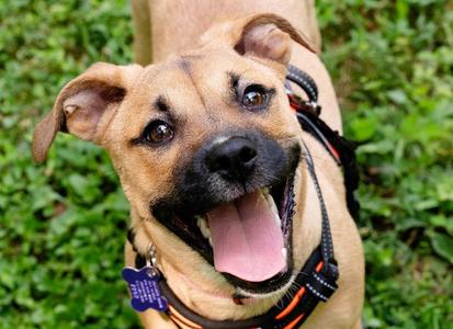 Pebbles, Boxer / Terrier, puppy, available for adoption
