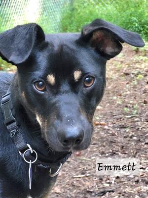 Emmett, Terrier, adult, available for adoption