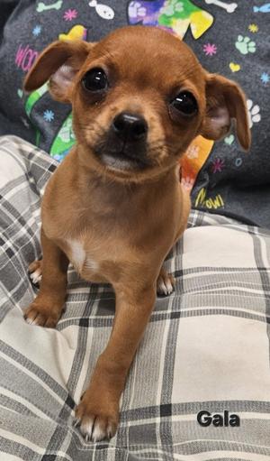 Gala, Chihuahua, puppy, available for adoption