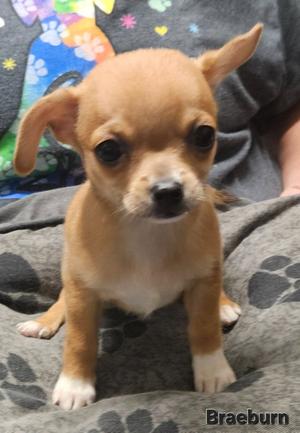Braeburn, Chihuahua, puppy, available for adoption