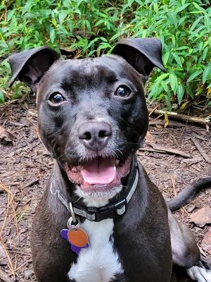 Dolly, Terrier / American Staffordshire Terrier, young, available for adoption