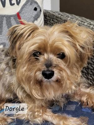 A small dog with long, shaggy fur is sitting on a blue blanket. The dog has a light brown coat with a darker muzzle and is looking directly at the camera. The background includes a woven basket and a pillow with a dog design. The name "Dorgle" is written in white text at the bottom left corner of the image.