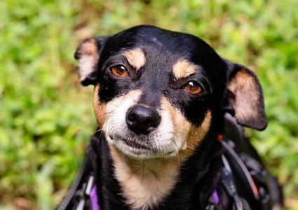 Maple, Chihuahua / Terrier, adult, available for adoption