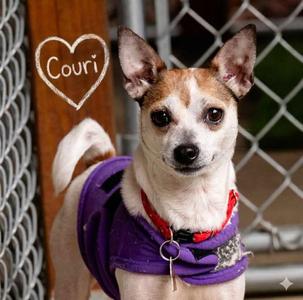 Couri, Chihuahua / Terrier, young, available for adoption