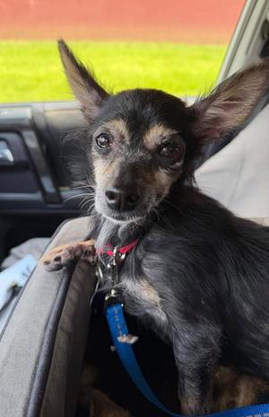 Stella B., Chihuahua, adult, available for adoption