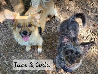 Coda, Schnauzer / Yorkshire Terrier Yorkie, adult, available for adoption