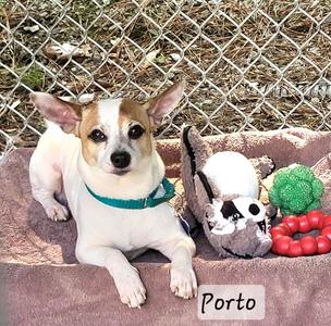 Porto, Jack Russell Terrier / Chihuahua, adult, available for adoption