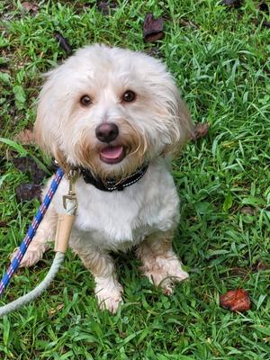 Ballew, Poodle (unknown type) / Terrier, adult, available for adoption