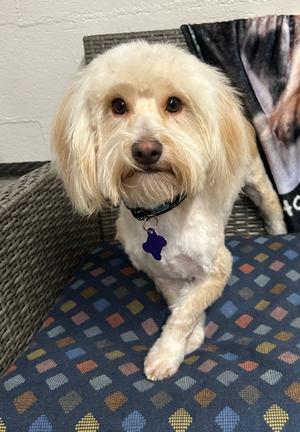 Ballew, Poodle (unknown type) / Terrier, adult, available for adoption