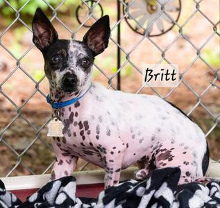 Britt, Chihuahua / Terrier, adult, available for adoption
