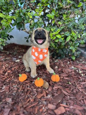 Elvis, German Shepherd Dog / Corgi, puppy, available for adoption