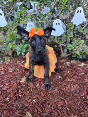 Jasmine, Dutch Shepherd, puppy, available for adoption