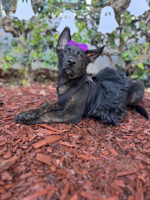A black dog wearing a purple bow and a black outfit, lying on red mulch with white ghost decorations in the background.