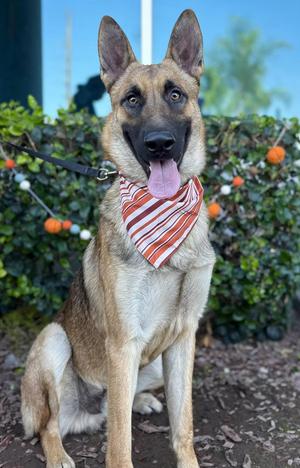 Julian, German Shepherd Dog, young, available for adoption