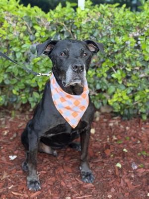 Argus, Black Labrador Retriever / Borador, adult, available for adoption