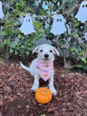 Casper, Border Terrier / West Highland White Terrier / Westie, puppy, available for adoption