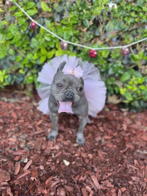 A small gray dog wearing a pink tutu, standing on a bed of red mulch with green foliage in the background.