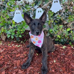 Caleb, Dutch Shepherd, puppy, available for adoption