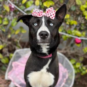 Holly, Husky, young, available for adoption
