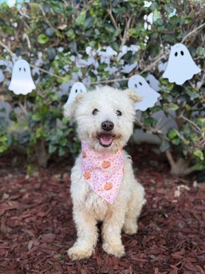 Odi, Poodle (Toy) / Bichon Frise, young, available for adoption