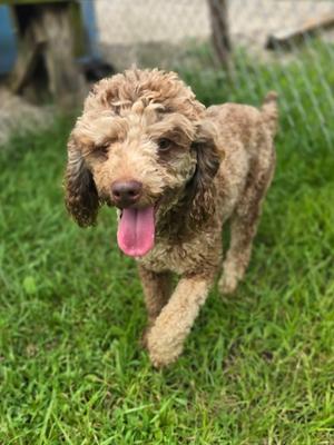 Lisa, Poodle - Miniature Mix, available for adoption