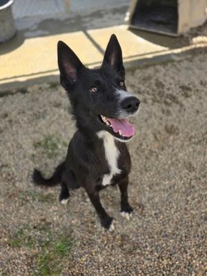 A black and white dog with pointed ears and a pink tongue, sitting on a gravel surface.