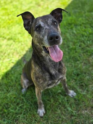Captain, German Shepherd Dog Mix, adult, available for adoption