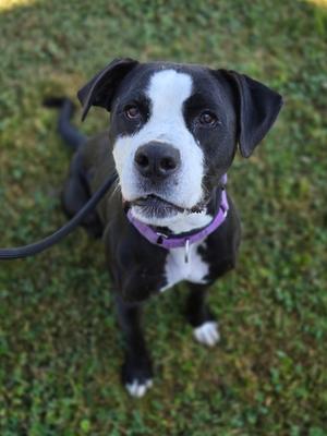 A black and white dog with a purple collar sitting on grass.