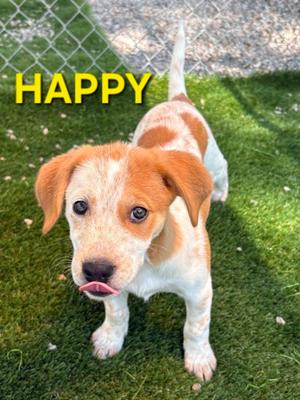 Happy, Hound Mix, available for adoption