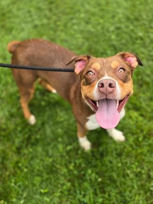 A brown and white dog with its tongue out, smiling at the camera, standing in a grassy field on a leash.