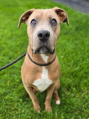 Arlee, Pit Bull Terrier Mix, young, available for adoption