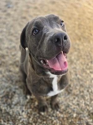 A happy gray dog with a white chest patch, looking up with its mouth open and tongue out.